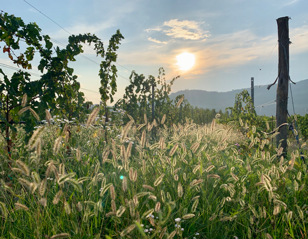 corte-sant-alda-veneto-italy-thumbnail2