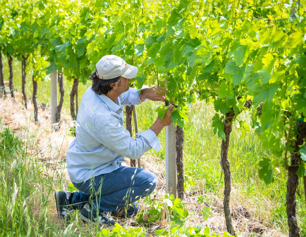 cianfagna-vineyard-molise-italy