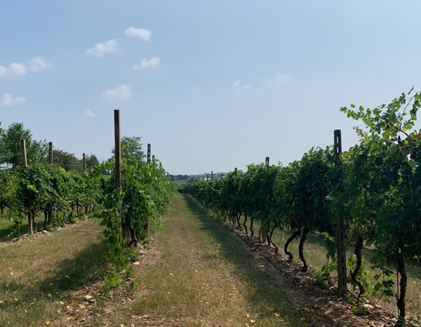 giovanna-tantini-veneto-italy-vineyard