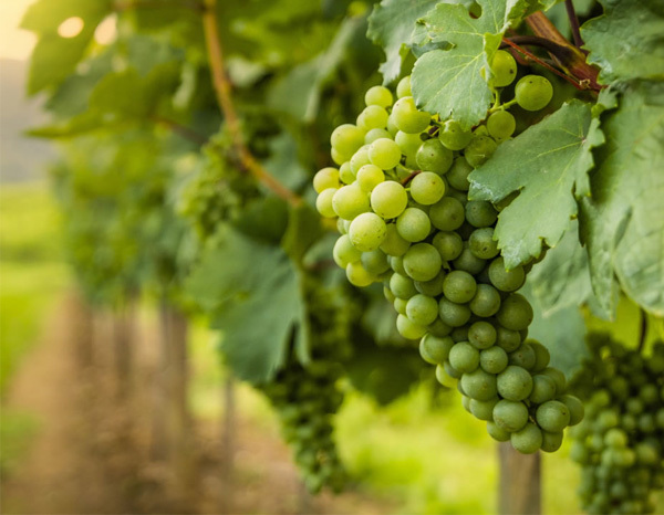 natale-verga-vineyard-veneto-italy