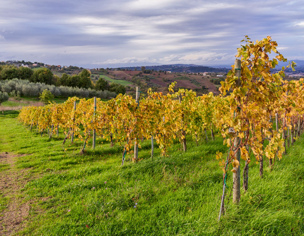 terredora-thumbnail-campania-italy