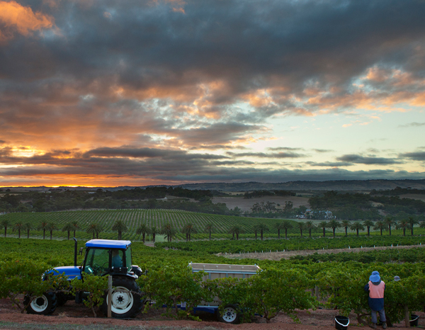 barossa-valley-australia-thumbnail