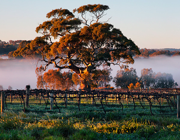 eden-valley-australia-thumbnail