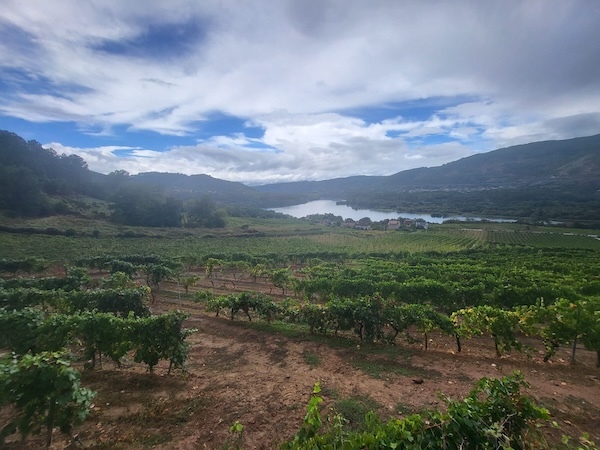 campante-vinyards