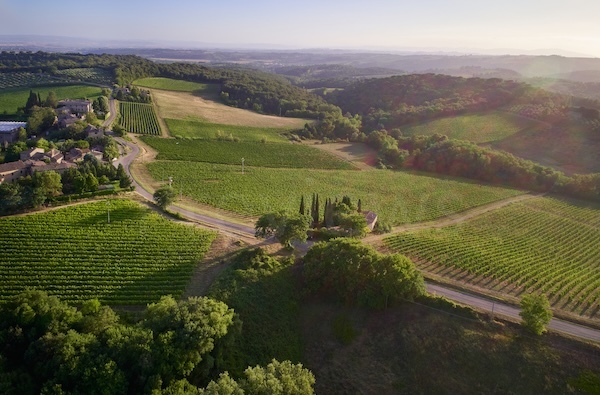 castello-di-bossi-vineyard