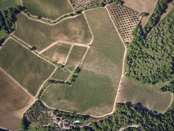 castello-di-bossi-vineyard