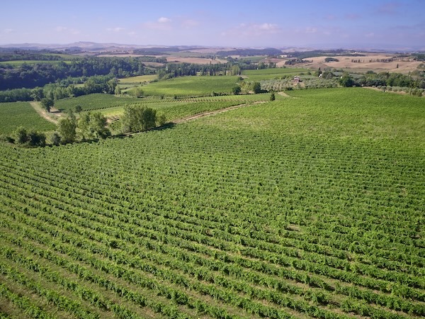 castello-di-bossi-vineyard
