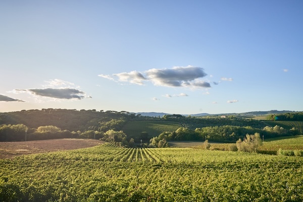 castello-di-bossi-vineyard