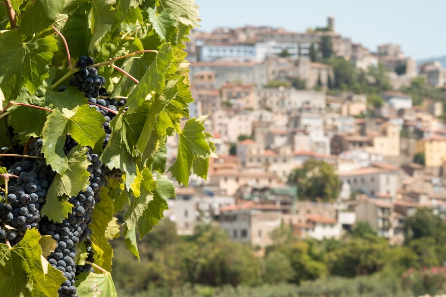 cincinnato-nero-buono-grapes-and-cori