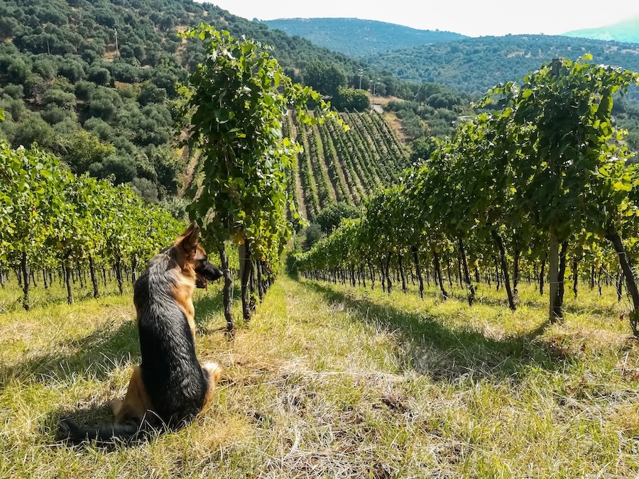 cincinnato-vineyard-dog