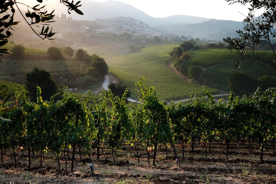 cincinnato-vineyard-nazzareno