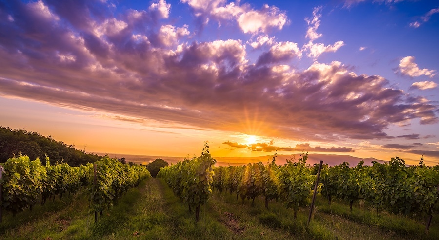 cincinnato-vineyard