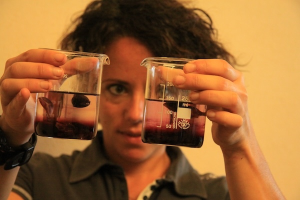 collosorbo-laura
