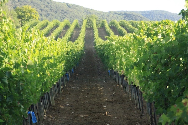 collosorbo-vineyard-vigna-del-poggio-sangiovese