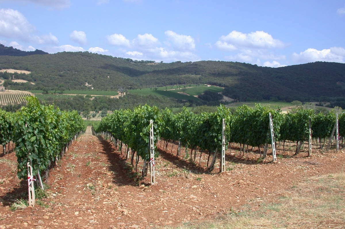 collosorbo-vineyard-vigna-nuova-sud-sangiovese