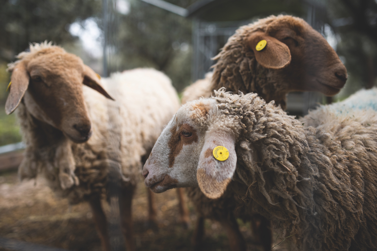 corte-sant-alda-sheep