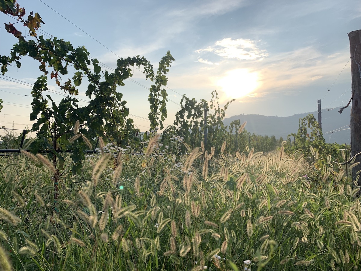 corte-sant-alda-vineyard-2