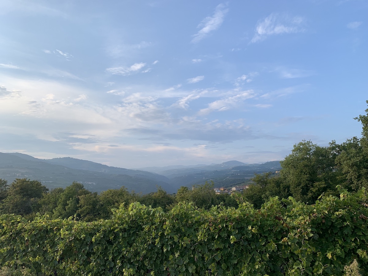 corte-sant-alda-vineyard-3
