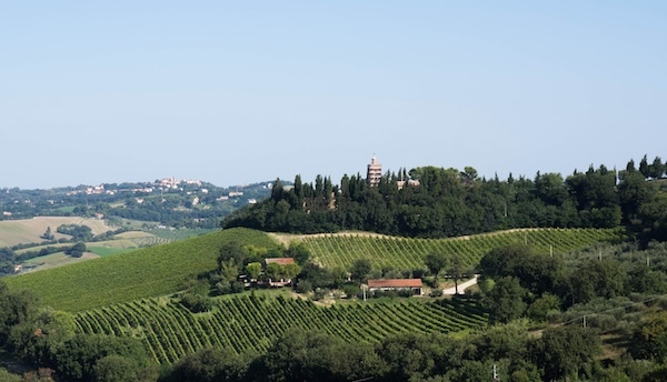 crespaia-vineyard