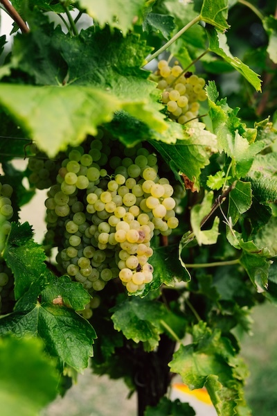 crespaia-vineyard