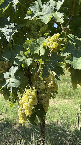 Crespaia-vineyard