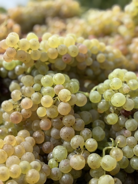 crespaia-vineyard