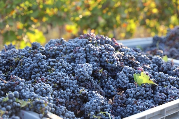 cuturi-grapes