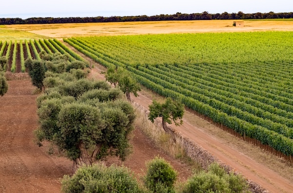 cuturi-vineyard
