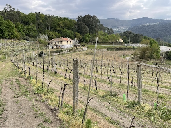 destinos-cruzados-vineyards