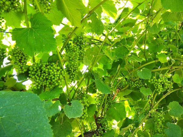 destinos-cruzados-vineyards