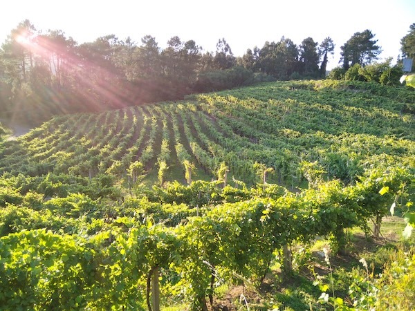 destinos-cruzados-vineyards