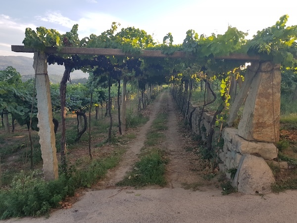 destinos-cruzados-vineyards