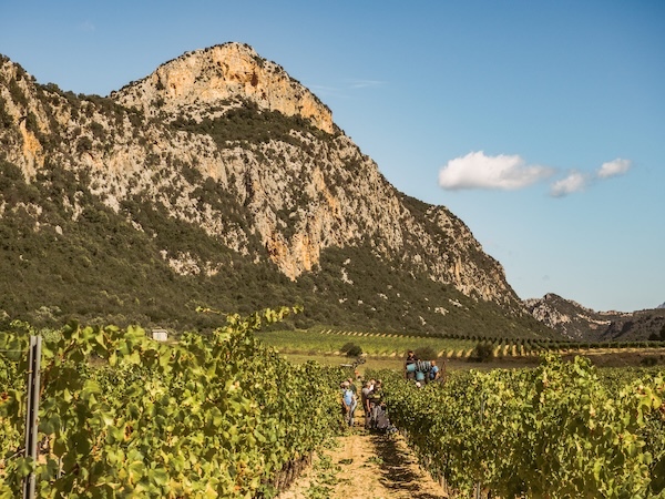 dorgali-vineyards