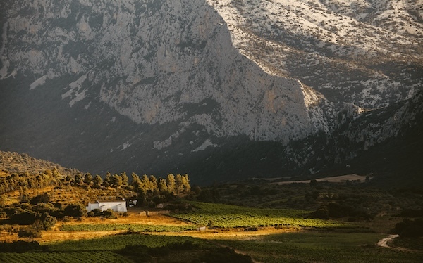 dorgali-vineyards