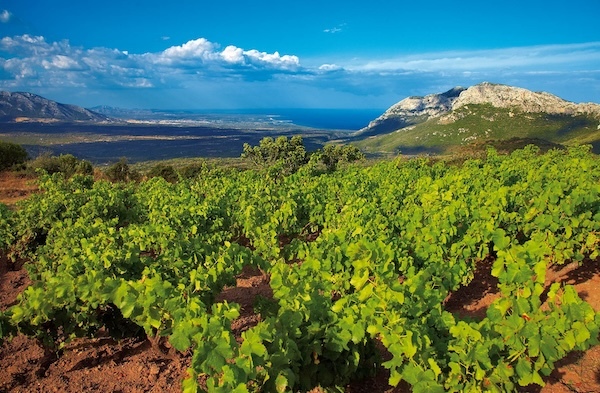 dorgali-vineyards