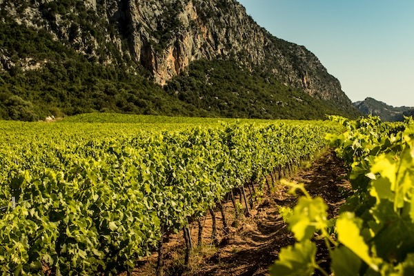 dorgali-vineyards