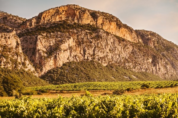 dorgali-vineyards