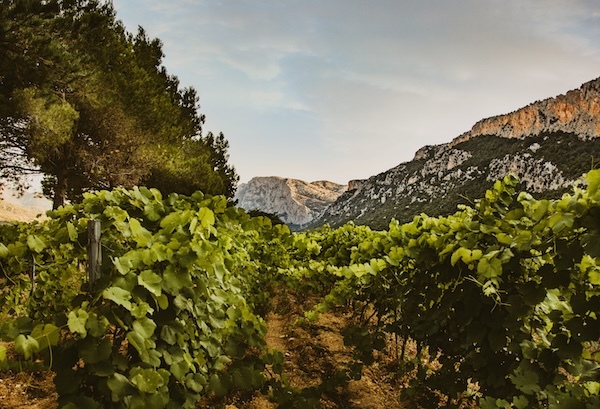 dorgali-vineyards