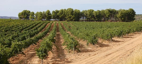 el-enhebro-vineyards