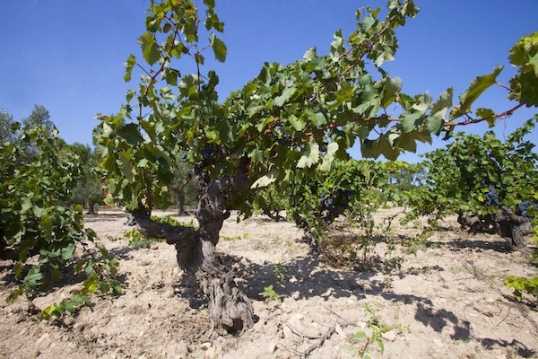 el-enhebro-vineyards