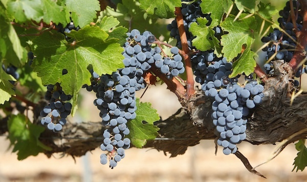 el-enhebro-vineyards