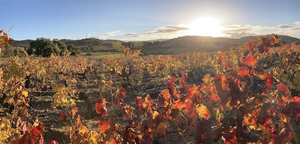 esole-vineyards