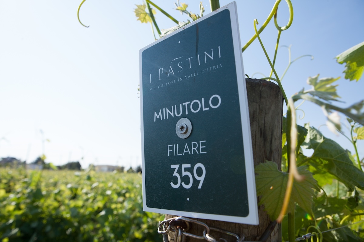 i-pastini-vineyard