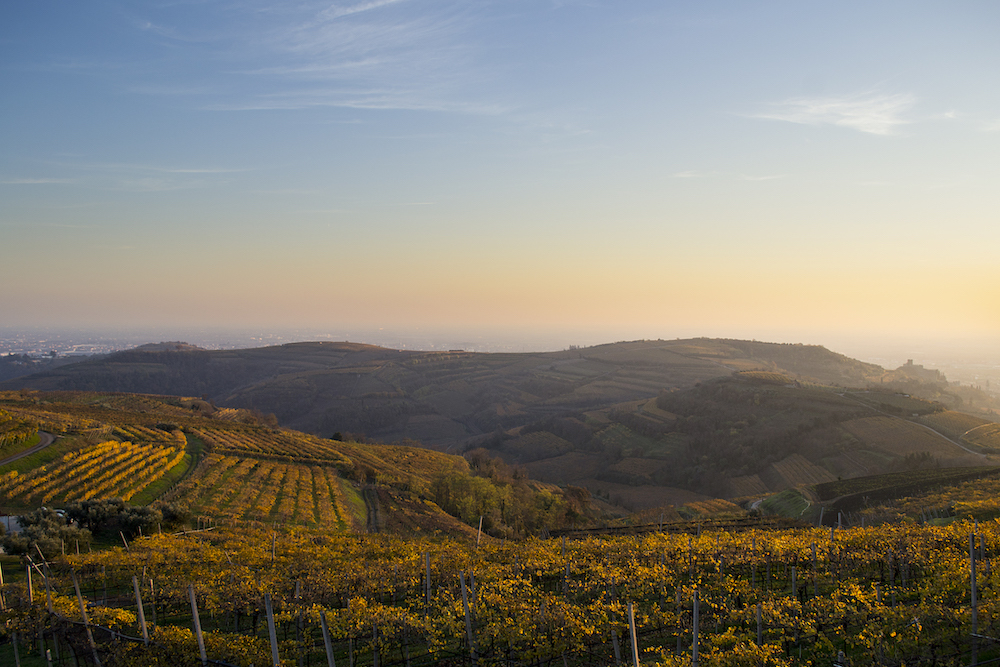inama-soave-classico-vineyards
