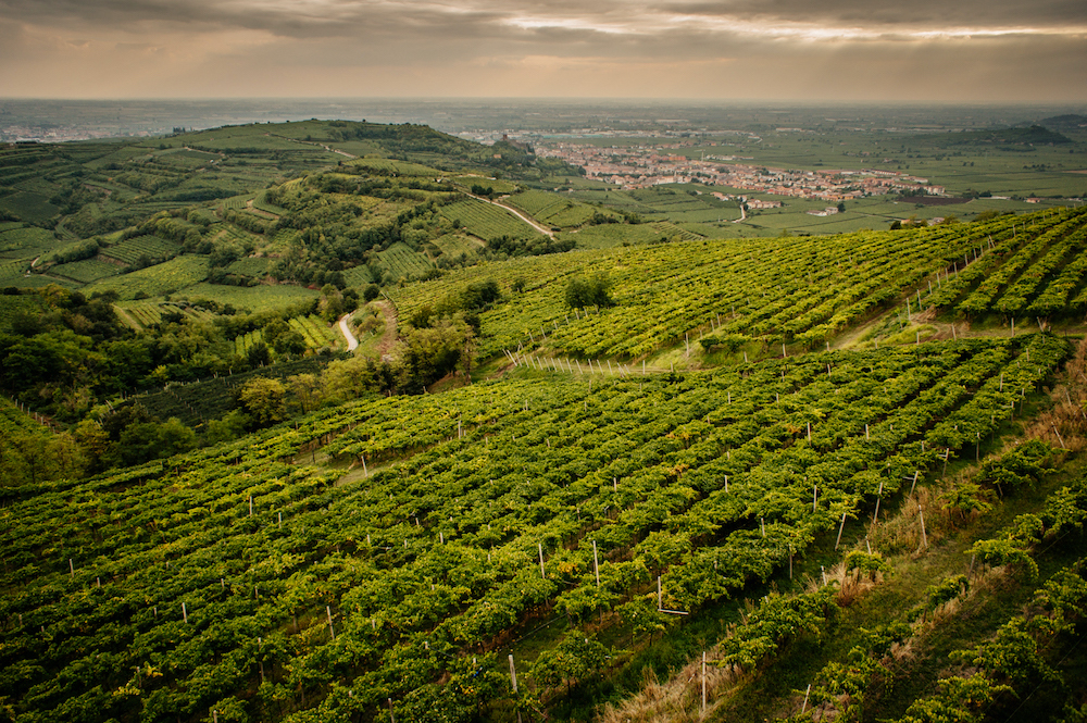 inama-soave-classico-vineyards