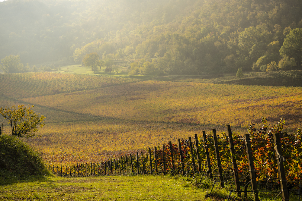 inama-vineyard-oratorio-di-san-lorenzo-2