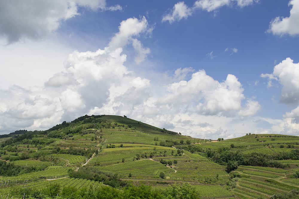 inama-vinyards
