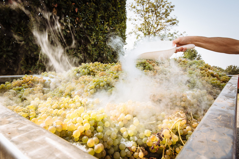la-zerba-harvest-cortese-