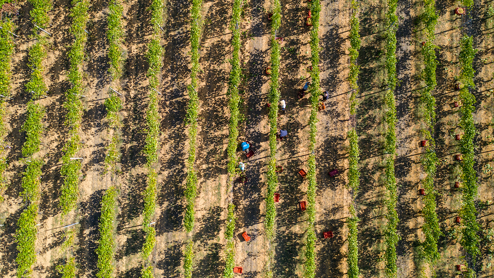 la-zerba-vineyard-arial-1