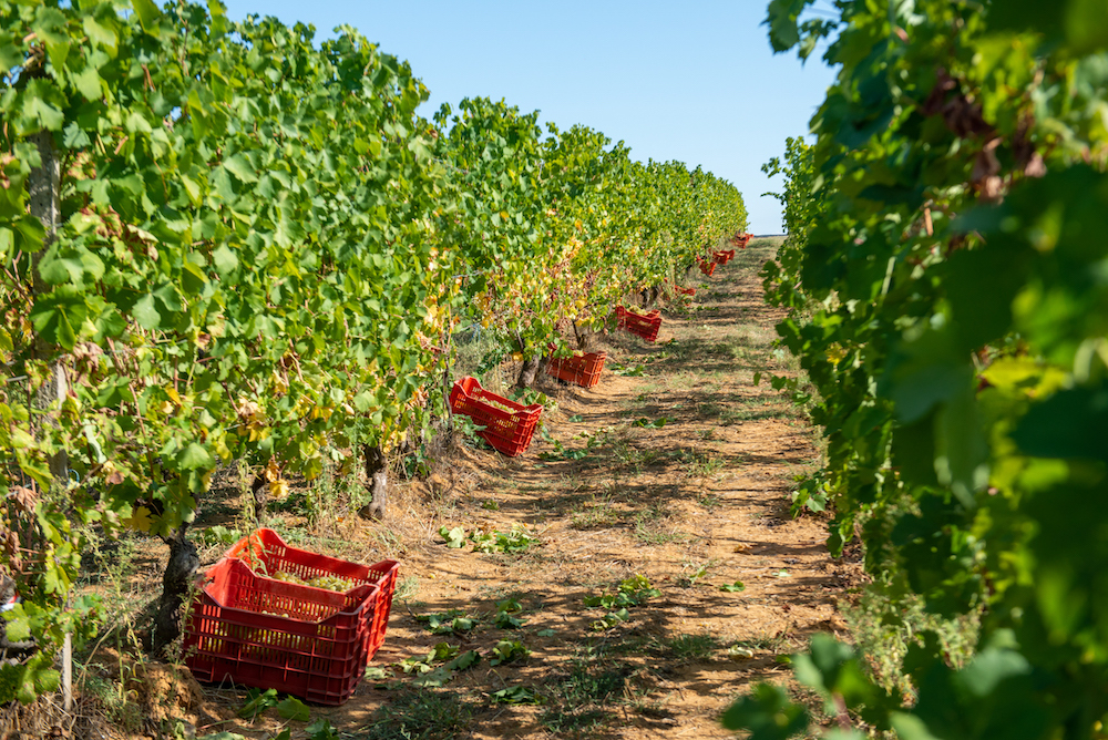 la-zerba-vineyard-cortese-2